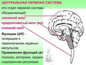 как восстановить цнс