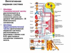 восстановление вегетативной нервной системы