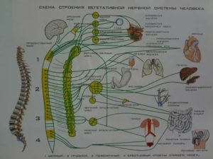 нервная система восстановление