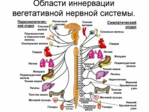 как укрепить вегетативную нервную систему