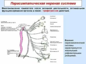 нервная система восстановление