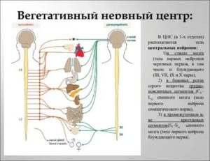 как укрепить вегетативную нервную систему