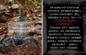 как проучить скорпиона