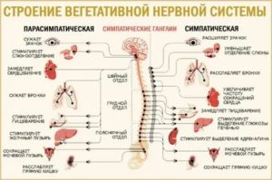 восстановление вегетативной нервной системы