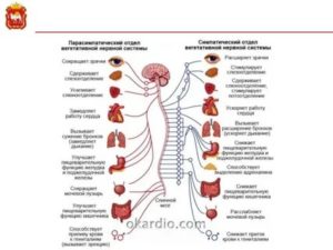 как укрепить вегетативную нервную систему