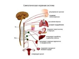 как успокоить вегетативную нервную систему