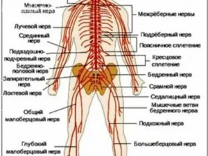 нервная система человека