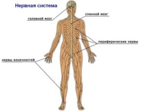 нервная система человека