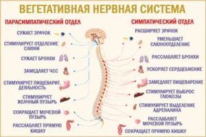 восстановить вегетативную нервную систему