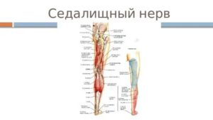 седалищный нерв анатомия