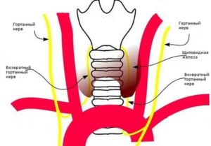 Восстановление нервных окончаний после операции щитовидной