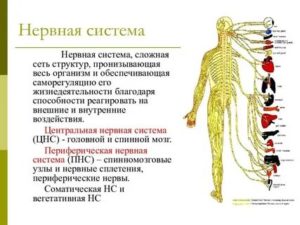 как проверить нервы