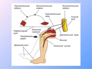 как проверить нервы