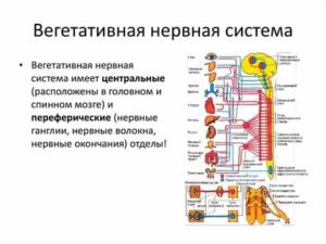 как успокоить вегетативную нервную систему