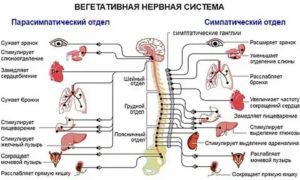 восстановление вегетативной нервной системы