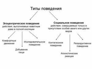 Типы поведения человека