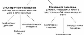 Типы поведения человека