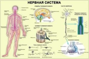 как проверить нервы