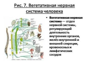 как укрепить вегетативную нервную систему