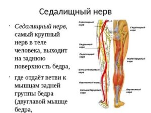 седалищный нерв анатомия